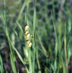 Briza maxima (Quaking Grass, Blowfly Grass) at Theodore, ACT - 15 Nov 2005 by MichaelBedingfield