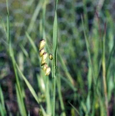 Briza maxima (Quaking Grass, Blowfly Grass) at Tuggeranong Hill - 14 Nov 2005 by michaelb