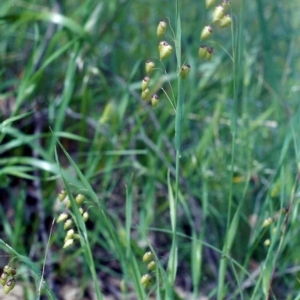 Briza maxima at Theodore, ACT - 15 Nov 2005