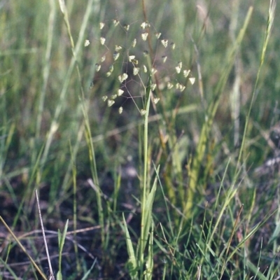 Briza minor (Shivery Grass) at Theodore, ACT - 15 Nov 2005 by MichaelBedingfield