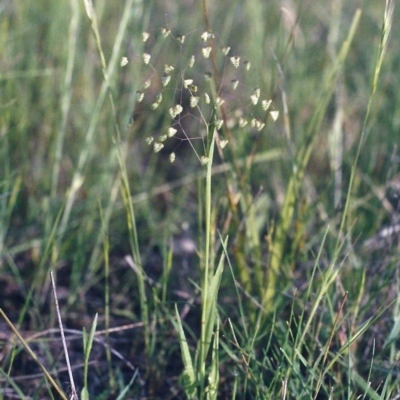 Briza minor (Shivery Grass) at Tuggeranong Hill - 14 Nov 2005 by michaelb