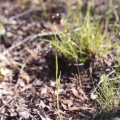 Briza minor (Shivery Grass) at Rob Roy Range - 14 Nov 2005 by michaelb