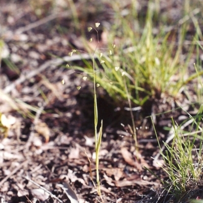 Briza minor (Shivery Grass) at Rob Roy Range - 14 Nov 2005 by michaelb