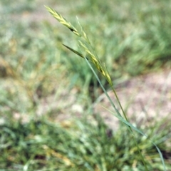 Bromus catharticus (Prairie Grass) at Conder, ACT - 10 Mar 2007 by MichaelBedingfield