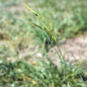 Bromus catharticus at Conder, ACT - 10 Mar 2007