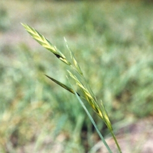 Bromus catharticus at Conder, ACT - 10 Mar 2007 12:00 AM