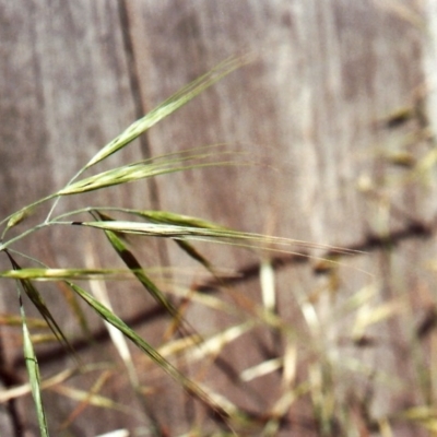 Bromus diandrus (Great Brome) at Conder, ACT - 11 Nov 2010 by michaelb