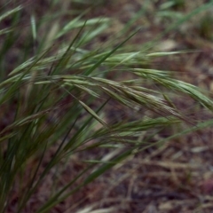 Bromus diandrus (Great Brome) at Tharwa, ACT - 19 Oct 2006 by MichaelBedingfield