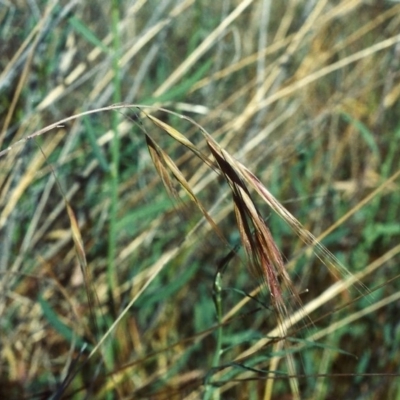 Bromus diandrus (Great Brome) at Tharwa, ACT - 23 Nov 2006 by MichaelBedingfield