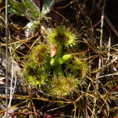 Drosera gunniana (Pale Sundew) at Urambi Hills - 19 Aug 2015 by FranM