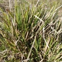 Lomandra filiformis (Wattle Mat-rush) at Urambi Hills - 19 Aug 2015 by FranM