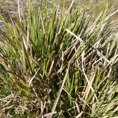 Lomandra filiformis (Wattle Mat-rush) at Kambah, ACT - 19 Aug 2015 by FranM