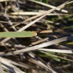 Lomandra filiformis at Kambah, ACT - 19 Aug 2015 11:05 AM