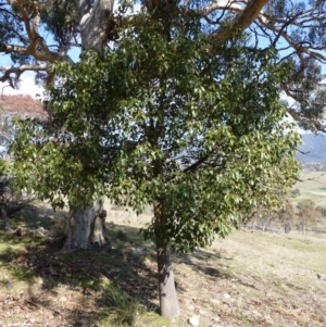 Brachychiton populneus subsp. populneus at Urambi Hills - 19 Aug 2015