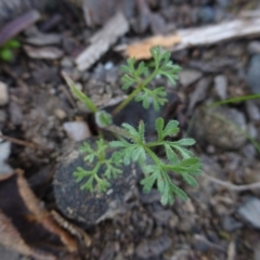 Daucus glochidiatus (Australian Carrot) at Urambi Hills - 19 Aug 2015 by FranM