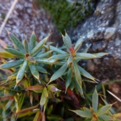 Astroloma humifusum (Cranberry Heath) at Urambi Hills - 19 Aug 2015 by FranM