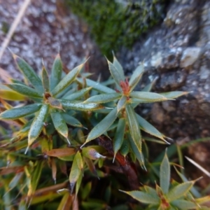 Styphelia humifusum at Urambi Hills - 19 Aug 2015