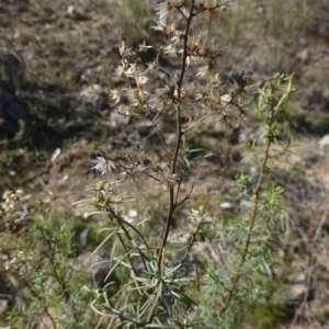 Cassinia quinquefaria at Urambi Hills - 19 Aug 2015 11:13 AM