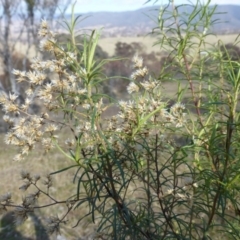 Cassinia quinquefaria at Urambi Hills - 19 Aug 2015 11:13 AM