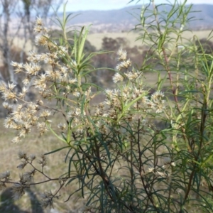 Cassinia quinquefaria at Urambi Hills - 19 Aug 2015