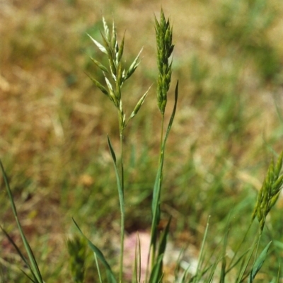Bromus hordeaceus (A Soft Brome) at Tuggeranong Hill - 18 Oct 2000 by michaelb