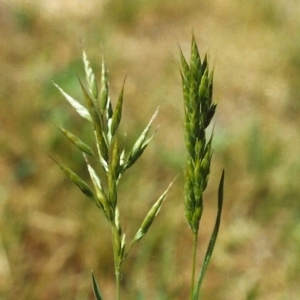 Bromus hordeaceus at Conder, ACT - 19 Oct 2000