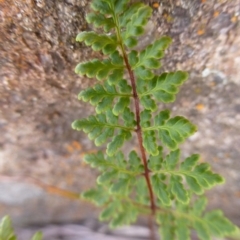 Cheilanthes austrotenuifolia (Rock Fern) at Urambi Hills - 19 Aug 2015 by FranM