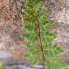 Cheilanthes austrotenuifolia (Rock Fern) at Urambi Hills - 19 Aug 2015 by FranM