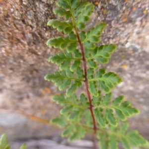 Cheilanthes austrotenuifolia at Urambi Hills - 19 Aug 2015