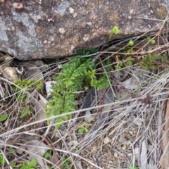 Cheilanthes austrotenuifolia at Urambi Hills - 19 Aug 2015