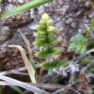 Cheilanthes distans (Bristly Cloak Fern) at Urambi Hills - 19 Aug 2015 by FranM