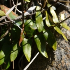 Pellaea calidirupium (Hot Rock Fern) at Urambi Hills - 19 Aug 2015 by FranM