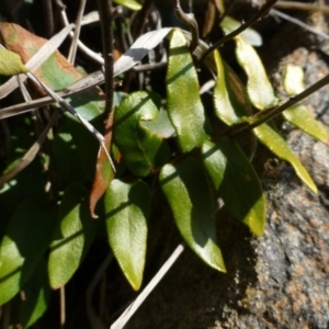 Pellaea calidirupium at Urambi Hills - 19 Aug 2015