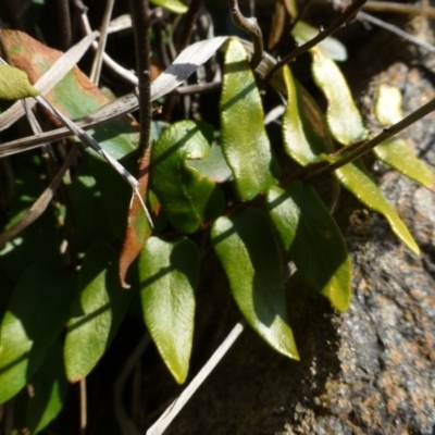 Pellaea calidirupium (Hot Rock Fern) at Urambi Hills - 19 Aug 2015 by FranM