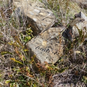 Pellaea calidirupium at Urambi Hills - 19 Aug 2015 12:55 PM