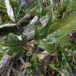 Solanum cinereum at Urambi Hills - 19 Aug 2015 11:25 AM