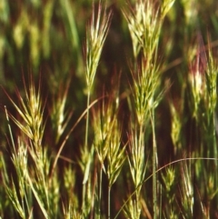 Bromus rubens (Red Brome) at Belconnen, ACT - 12 Oct 2010 by MichaelBedingfield