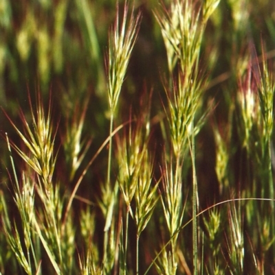 Bromus rubens (Red Brome) at Kama - 11 Oct 2010 by michaelb