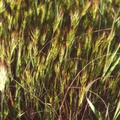 Bromus rubens at Molonglo River Reserve - 12 Oct 2010 12:00 AM