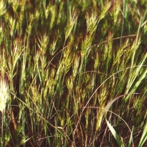 Bromus rubens at Molonglo River Reserve - 12 Oct 2010 12:00 AM