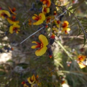 Dillwynia sp. Yetholme (P.C.Jobson 5080) NSW Herbarium at Urambi Hills - 19 Aug 2015