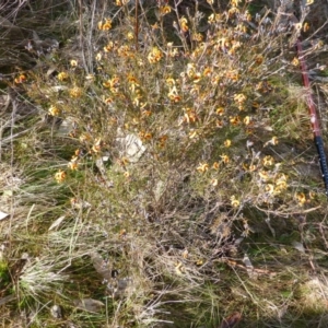 Dillwynia sp. Yetholme (P.C.Jobson 5080) NSW Herbarium at Urambi Hills - 19 Aug 2015 10:11 AM