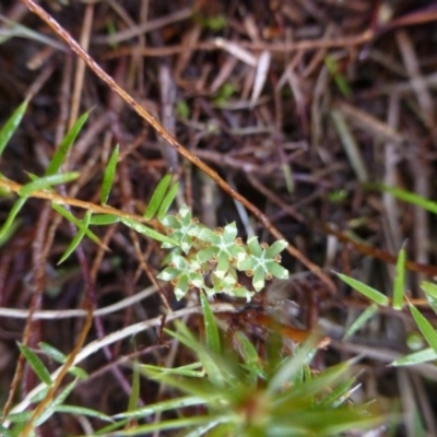 Acrotriche serrulata (Ground-berry) at Urambi Hills - 19 Aug 2015 by FranM