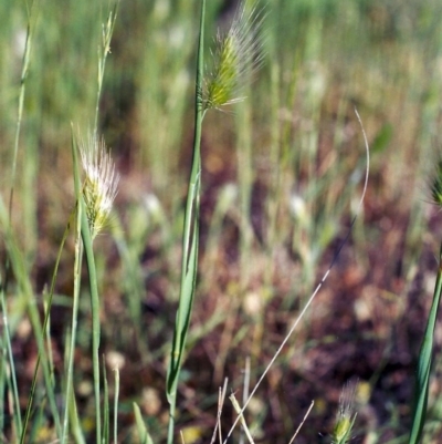 Cynosurus echinatus (Rough Dog's Tail Grass) at Tuggeranong Hill - 21 Nov 2005 by michaelb