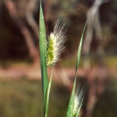 Cynosurus echinatus (Rough Dog's Tail Grass) at Tuggeranong Hill - 19 Oct 2010 by michaelb