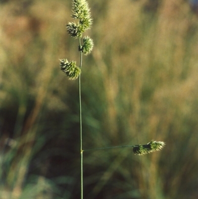 Dactylis glomerata (Cocksfoot) at Greenway, ACT - 27 Mar 2007 by MichaelBedingfield