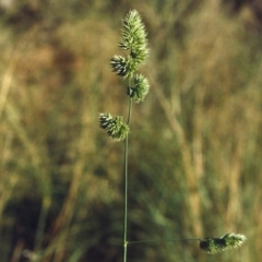 Dactylis glomerata at Greenway, ACT - 27 Mar 2007