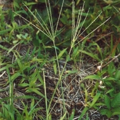 Digitaria sanguinalis (Summer Grass) at Greenway, ACT - 4 Feb 2007 by michaelb