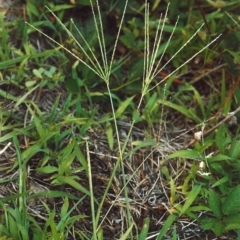 Digitaria sanguinalis (Summer Grass) at Greenway, ACT - 5 Feb 2007 by MichaelBedingfield