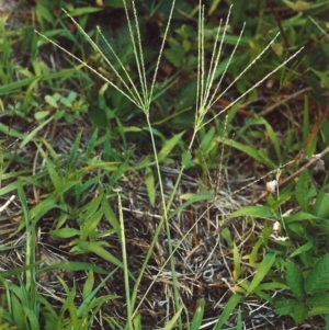 Digitaria sanguinalis at Greenway, ACT - 5 Feb 2007 12:00 AM